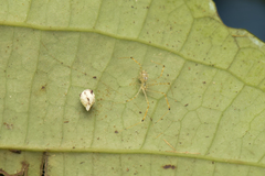 Theridiidae