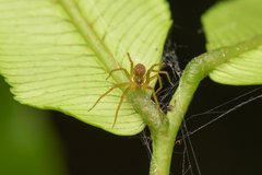 Lycosidae
