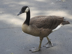 Branta canadensis