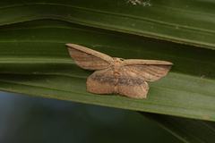 Phalacra