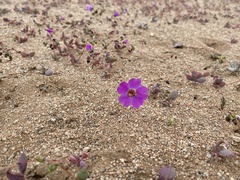 Cistanthe grandiflora
