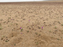 Cistanthe grandiflora