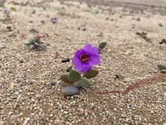 Cistanthe grandiflora