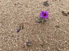 Cistanthe grandiflora