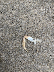 Metacarcinus anthonyi