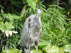 Ardea herodias