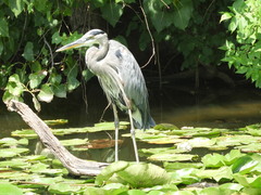 Ardea herodias