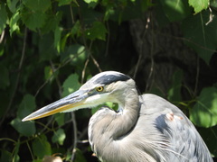 Ardea herodias