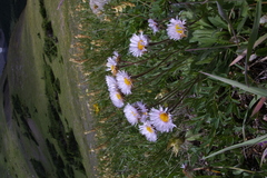 Erigeron peregrinus