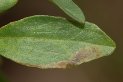 Nemorimyza posticata