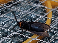 Cisseps fulvicollis