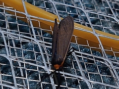 Cisseps fulvicollis