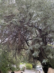 Elaeagnus angustifolia