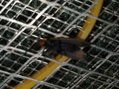Cisseps fulvicollis