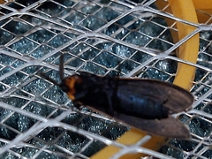 Cisseps fulvicollis