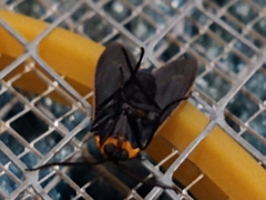 Cisseps fulvicollis