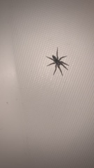 Scotophaeus blackwalli