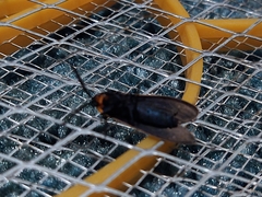 Cisseps fulvicollis