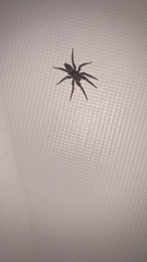 Scotophaeus blackwalli