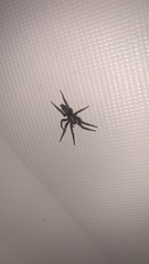 Scotophaeus blackwalli