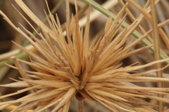 Spinifex hirsutus