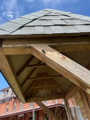 Neotibicen tibicen tibicen