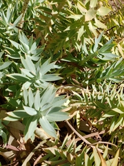 Euphorbia rigida