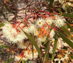 Eucalyptus calycogona
