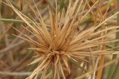Spinifex hirsutus