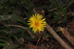 Glottiphyllum longum