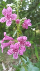 Penstemon triflorus