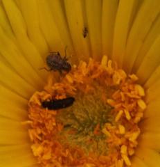 Glottiphyllum longum