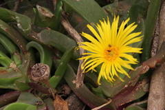 Glottiphyllum longum