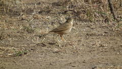 Anthus nicholsoni primarius