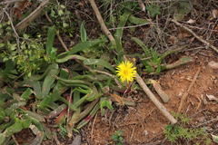 Glottiphyllum longum