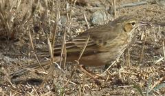 Anthus nicholsoni primarius