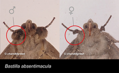 Bastilla absentimacula