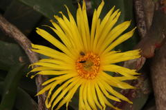 Glottiphyllum longum