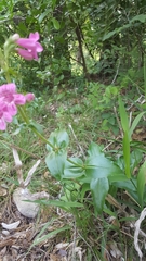 Penstemon triflorus