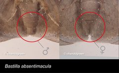 Bastilla absentimacula