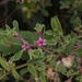 Aizoon sarcophyllum - Photo (c) Tony Rebelo,  זכויות יוצרים חלקיות (CC BY-SA), הועלה על ידי Tony Rebelo