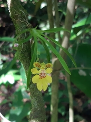 Erycina