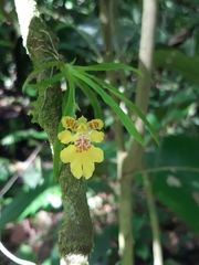 Erycina