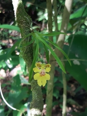 Erycina