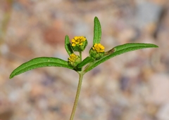 Melampodium strigosum