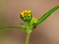 Melampodium strigosum