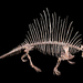 Sphenacodontidae - Photo (c) H. Zell,  זכויות יוצרים חלקיות (CC BY-SA)