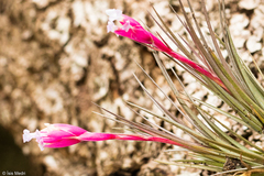 Tillandsia tenuifolia