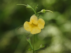 Brachystigma wrightii