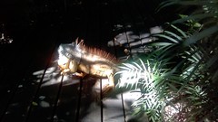 Iguana iguana